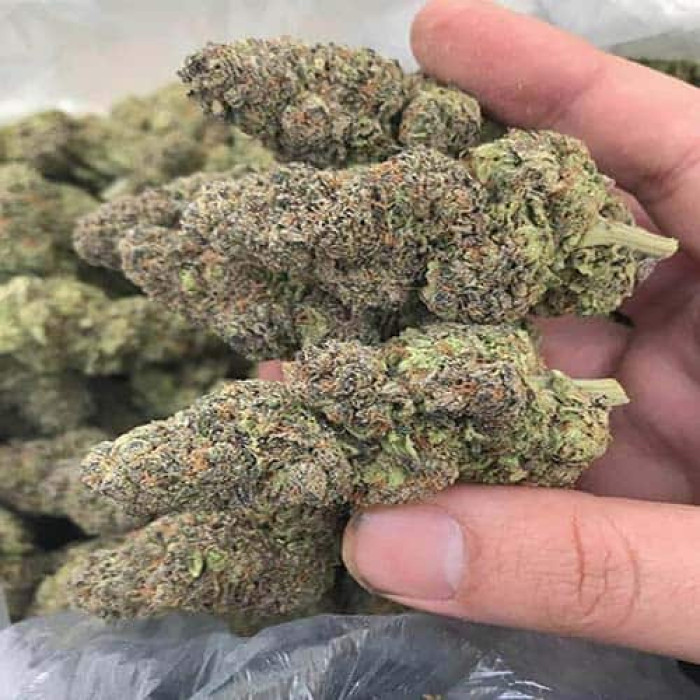 Buy Blue Dream Online