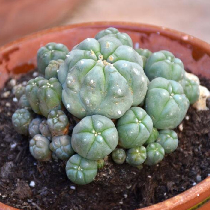 Buy Peyote Online